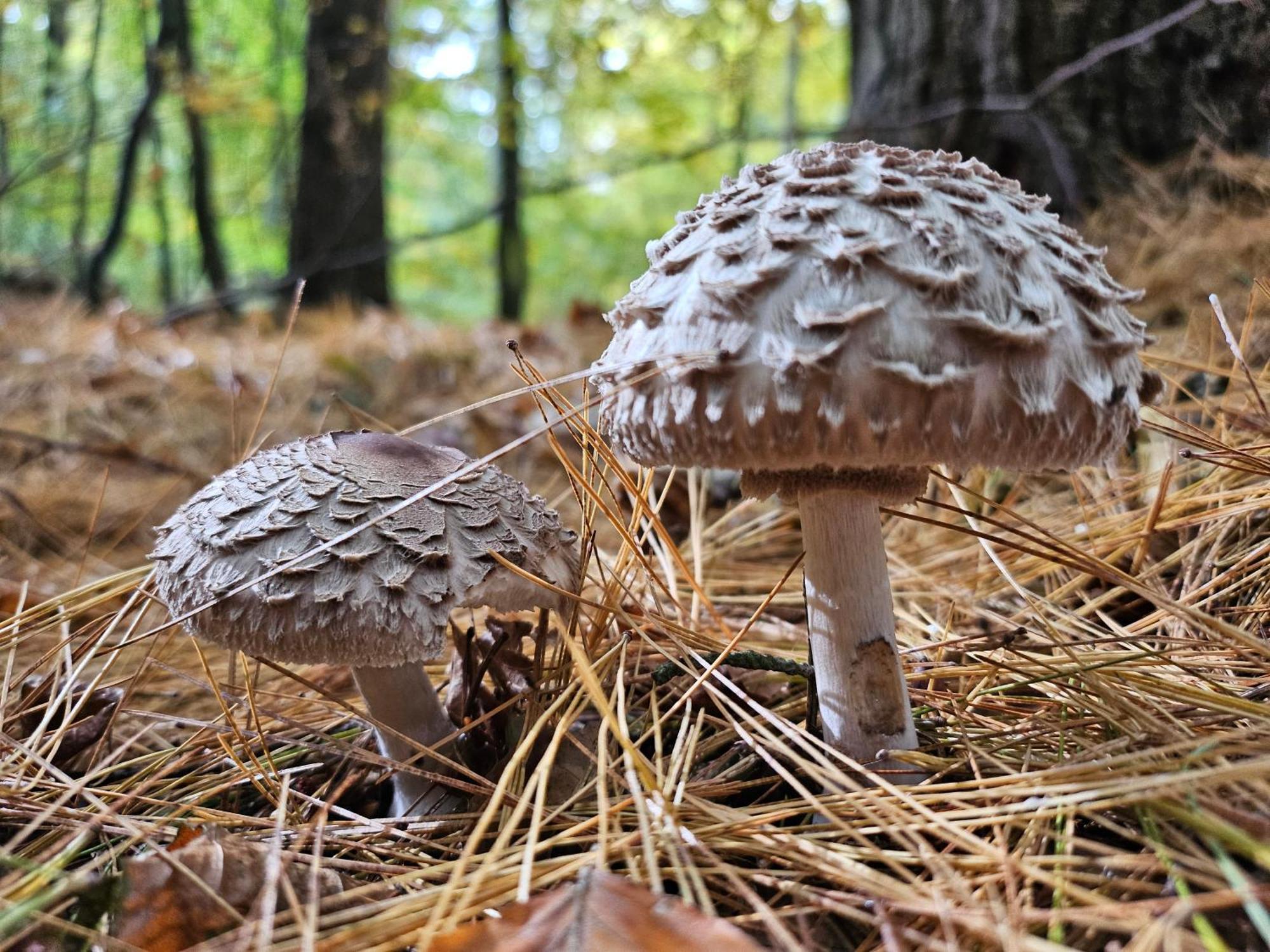 Fewo Am Wald Boek Eksteriør billede