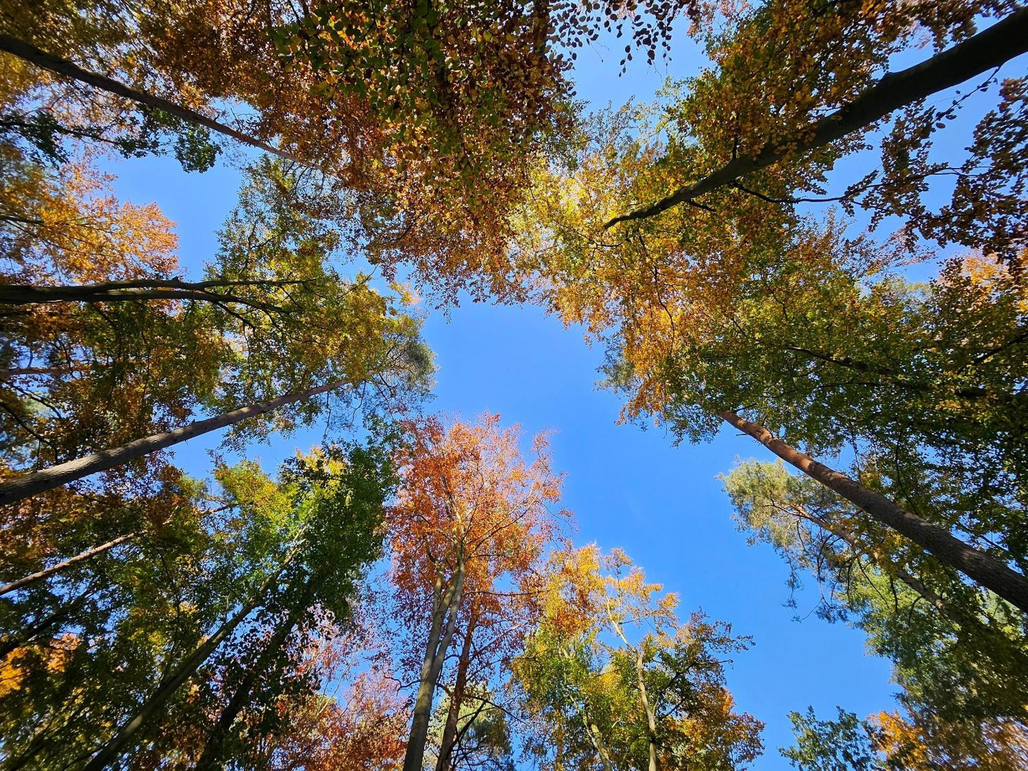 Fewo Am Wald Boek Eksteriør billede